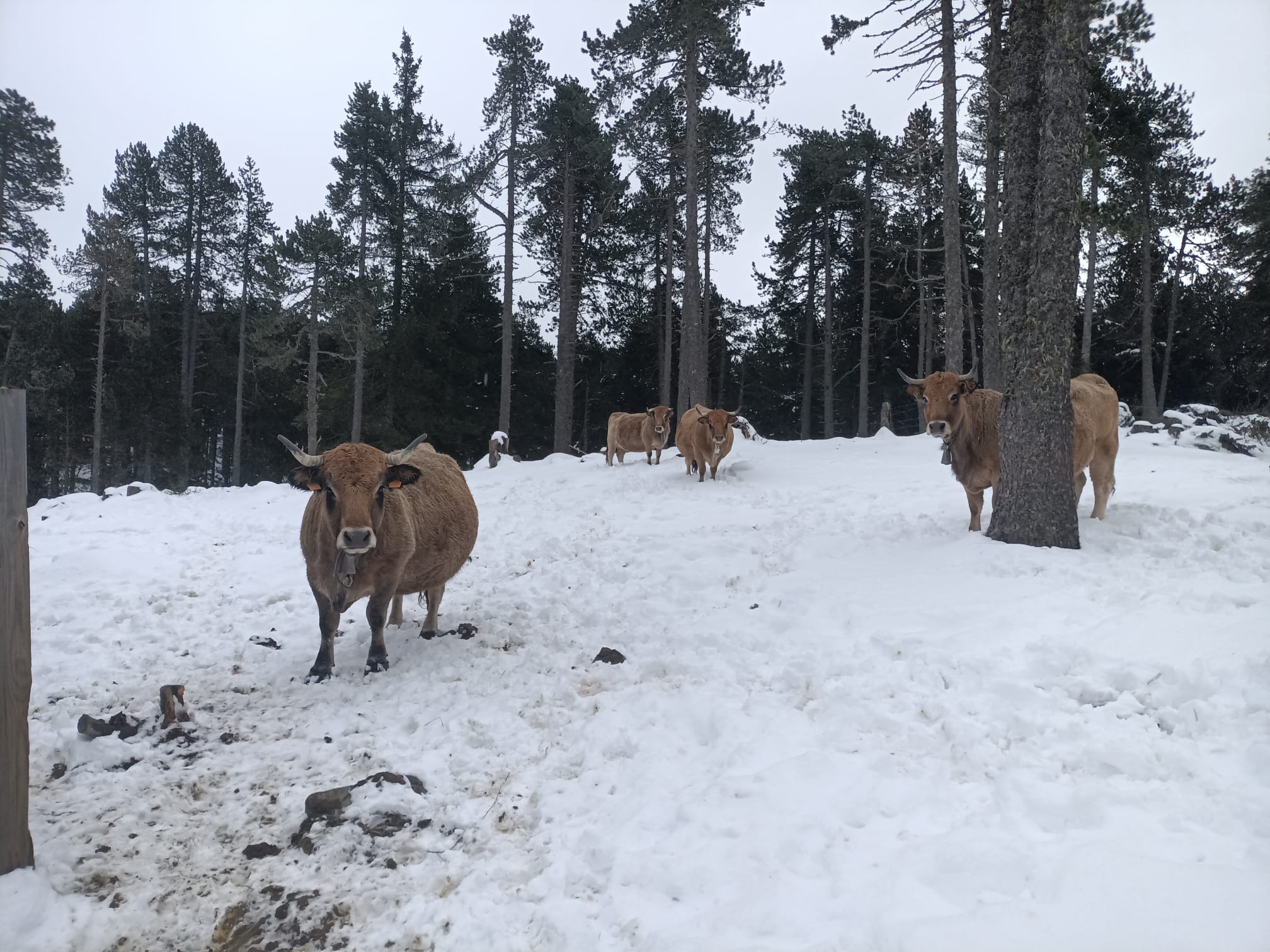 Bouriech cattle on pasture